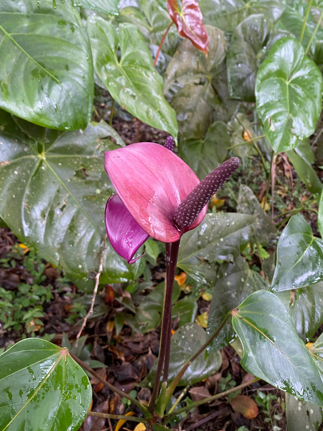 Rare – Collection Les Anthuriums – Œuvre unique - 40 cm de diamètre